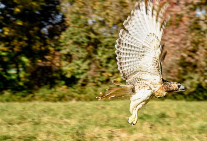 A red-tailed hawk.