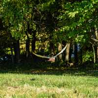 <p>Metro-North celebrates the release of a red-tailed hawk saved by a train engineer.</p>