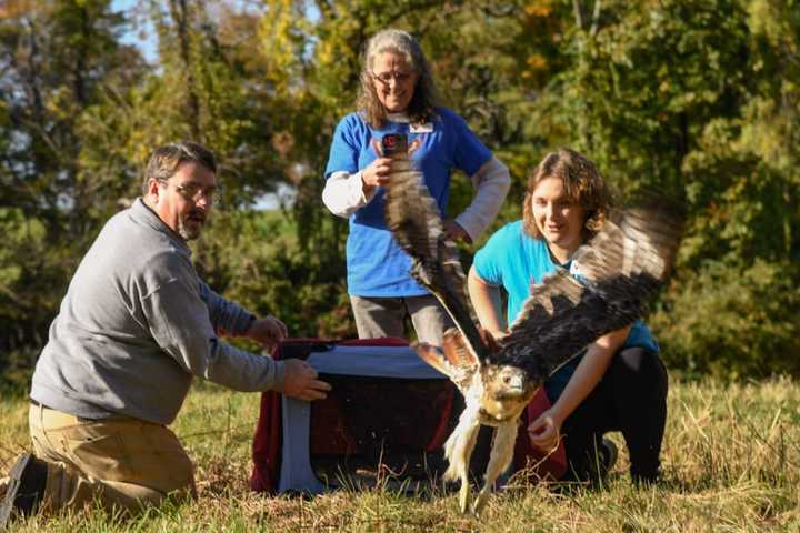 Metro-North celebrates the release of a red-tailed hawk saved by a train engineer.