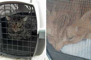 KNOW ANYTHING? Cats Left Abandoned In Front Of Phillipsburg Church