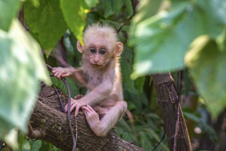 Monkey On Loose In PA After Trailer Carrying 100 Of Them Crashes