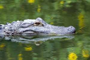 Alligator Spotted At River In Region