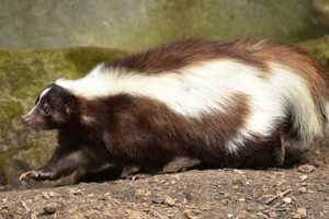 WATCH OUT: Skunk Tests Positive For Rabies In Hunterdon County