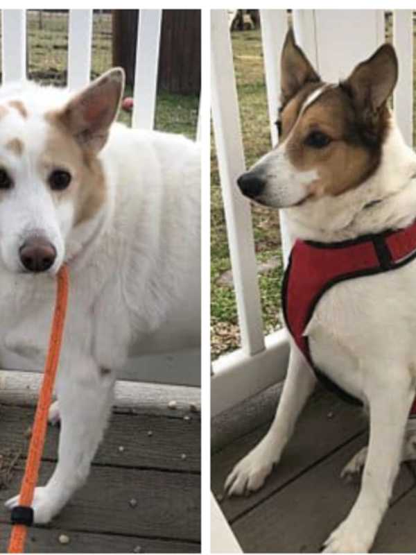 Family Sought For Bonded PA Dogs Who 'Need To Work On Dieting'