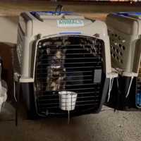 <p>Some of the cats from Kentucky will be up for adoption in Massachusetts as soon as Saturday, Dec. 18.</p>