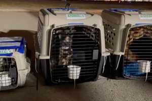 100 Cats Who Survived Kentucky Tornado Available To Be Adopted In Massachusetts