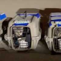 <p>Some of the cats from Kentucky will be up for adoption in Massachusetts as soon as Saturday, Dec. 18.</p>