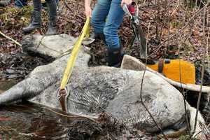 Firefighters Rescue Horse From Muddy Central Jersey Stream: Photos