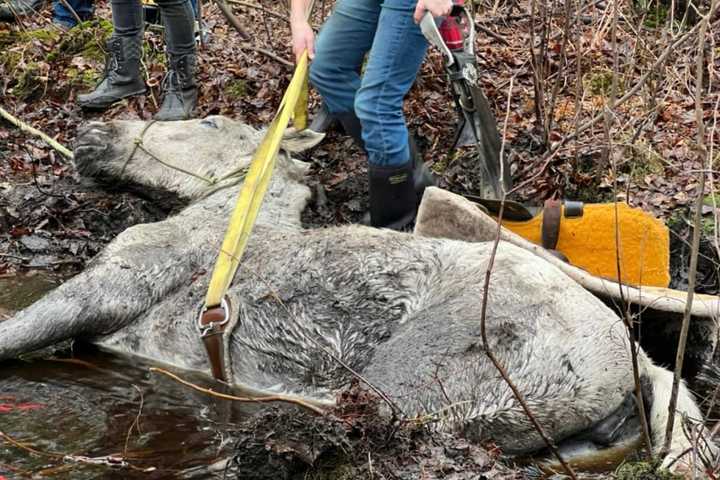 Firefighters Rescue Horse From Muddy Central Jersey Stream: Photos