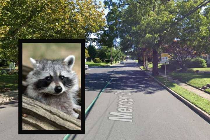 Multiple Dogs Bitten By Rabies-Positive Raccoon In South Jersey