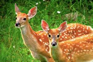 PA Hunter Shot Neighbor In Head Instead Of Deer: Police