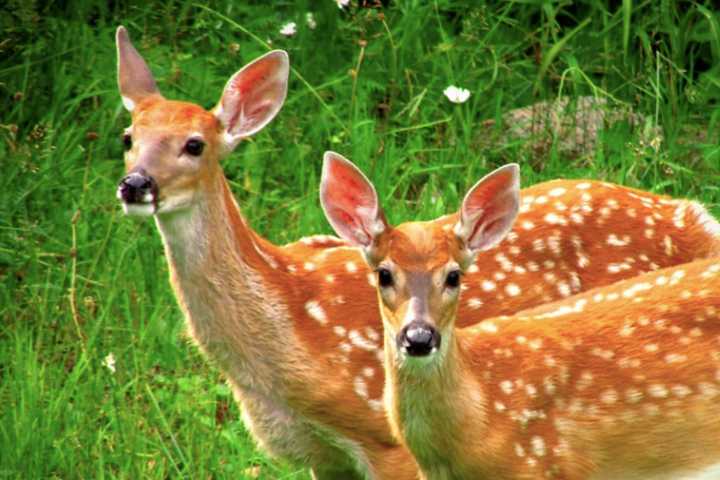 2 NJ Deer Test Positive For COVID-19