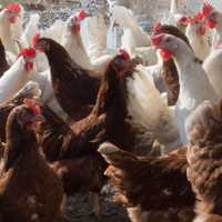 Backyard Flock Quarantined, Depopulated After Bird Flu Detected In Montgomery County