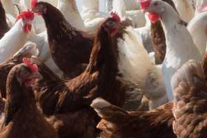 Backyard Flock Quarantined, Depopulated After Bird Flu Detected In Maryland