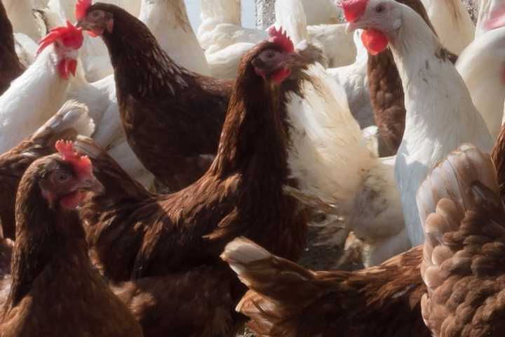 Backyard Flock Quarantined, Depopulated After Bird Flu Detected In Montgomery County