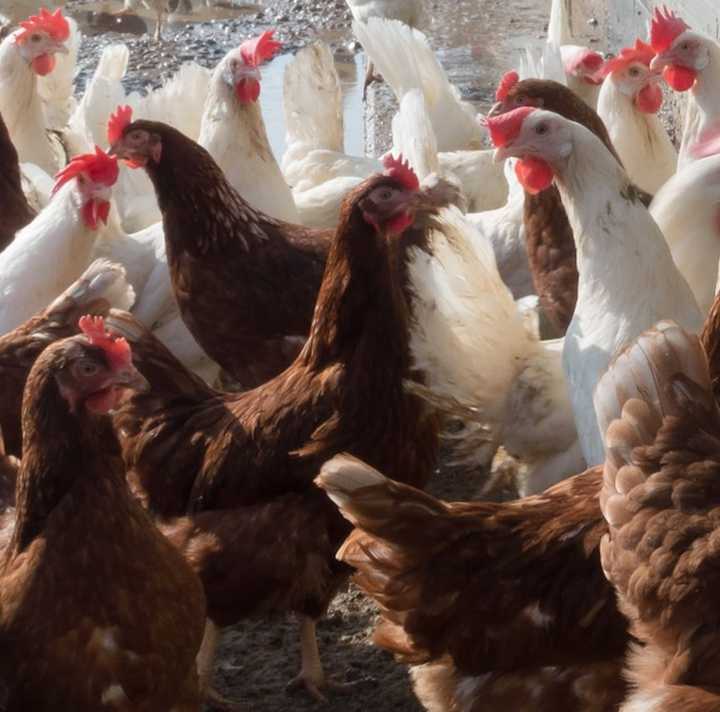 Officials say that bird flu was detected in the Montgomery County flock.