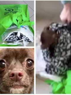 Chihuahua In Urine Soaked Bag Found On NJ Railroad Tracks