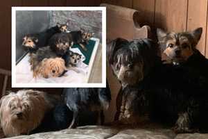 Dozen Pets Rescued From Passaic County Owner's Side Days After Death