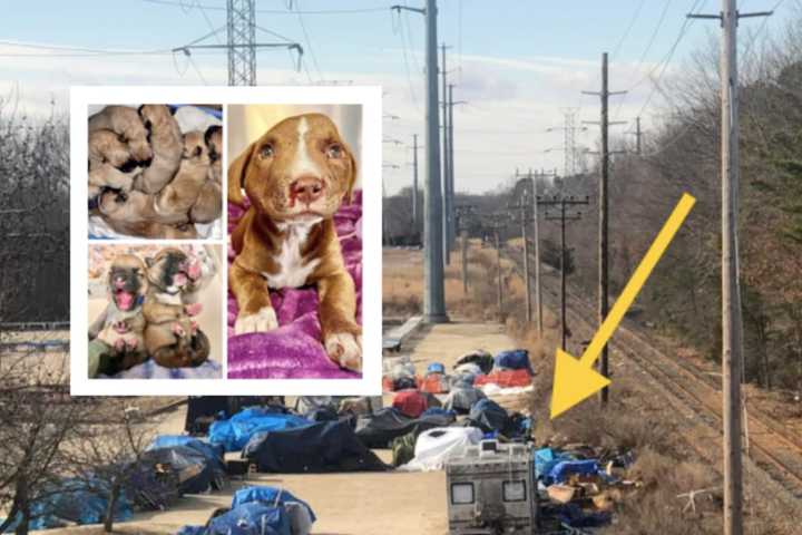 Box Of Newborn Puppies Left For Dead Among 2 Animal Cruelty Cases On Jersey Shore