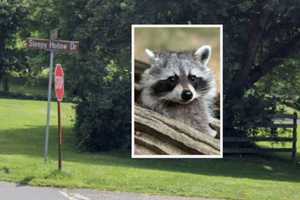 Raccoon Tests Positive For Rabies In Hunterdon County