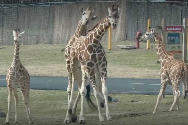 Six Flags Welcomes Wild New Menagerie