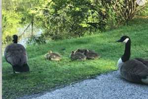 Bird Flu Kills Backyard Flock In NJ