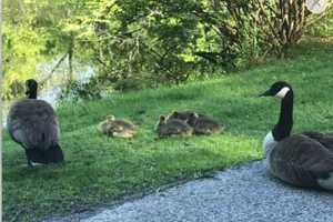 30 Swans Dead Of Bird Flu At Jersey Shore Lake: Report