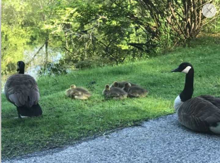 Canadian geese