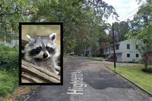 Raccoon Tests Positive For Rabies In Hunterdon County