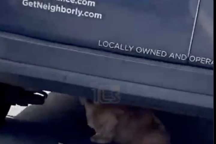 (VIDEO) Dog Under Van Causes Traffic Jam In Lakewood