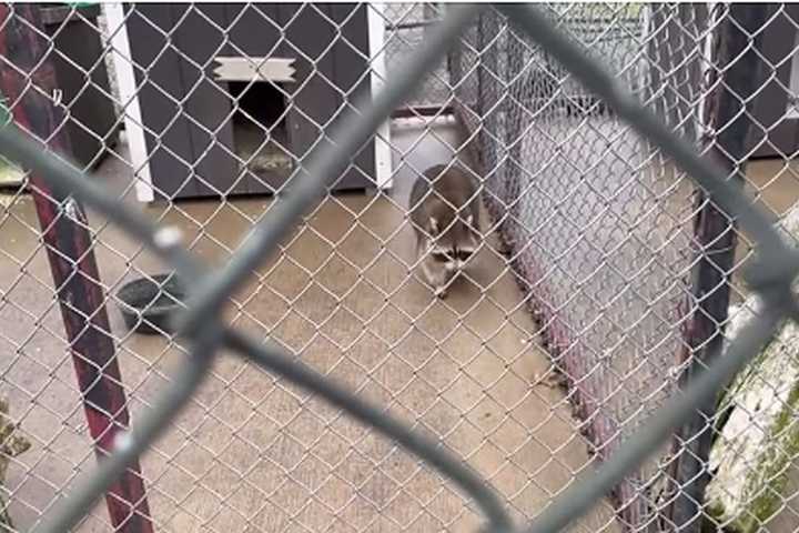 Piscataway Zoo That Worried Residents For Decades To Close After 73 Years: Report