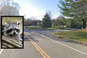 Raccoon Tests Positive For Rabies In Hunterdon County