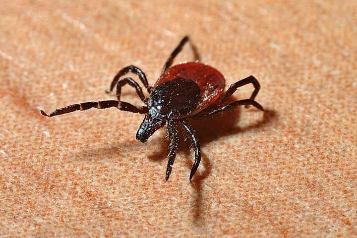 New England Man Dies After Contracting Rare 'POW' Virus From Tick Bite, CDC Says