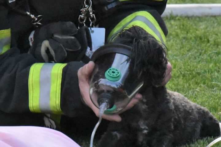 Dog Trapped In Lehigh Valley House Fire Rescued, Revived With Oxygen (PHOTOS)