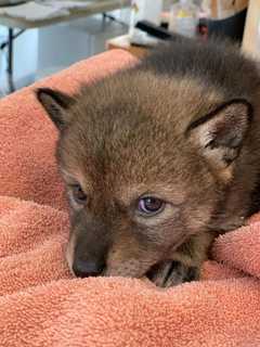 'Lost Puppy' Rescued By New England Family Turns Out To Be Baby Coyote