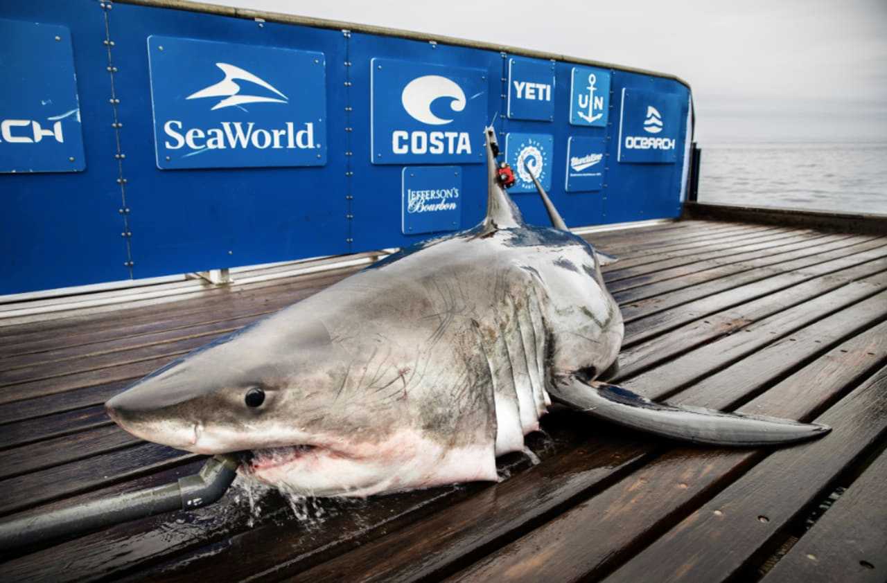 Meet Sable: The 800-Pound Great White Making Her Rounds Off The VA ...