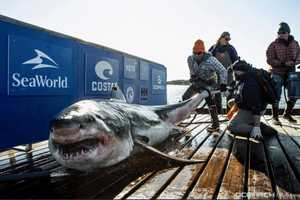 1,000-Pound Shark Pinged Off NJ Coast