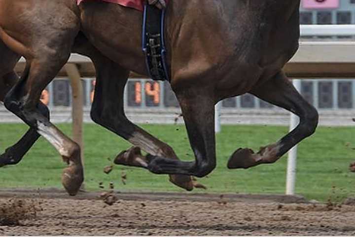 Rich Strike Declines Invite To Preakness, Will Not Compete For Triple Crown