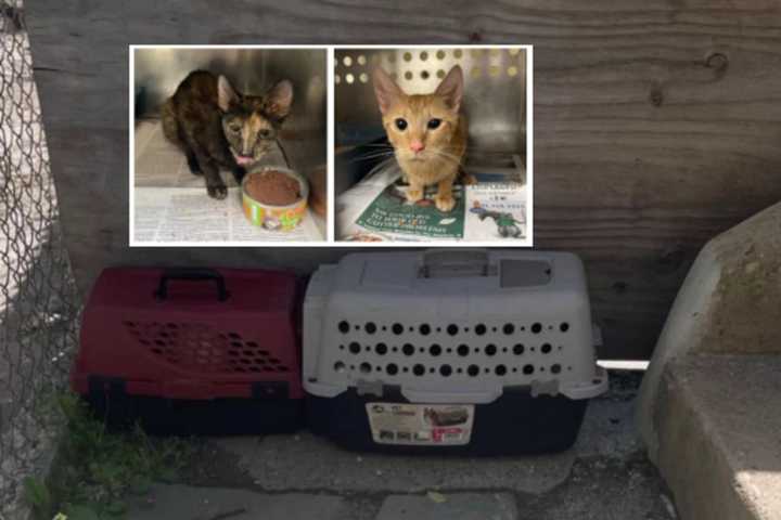 Six Starved Kittens Rescued From Paterson Alley