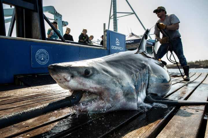 715 Pound Shark Pinged Off NJ Coast