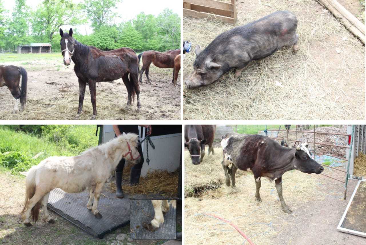 Dozens Of Neglected, Dead Animals Found At NJ Rescue Group, Owner ...