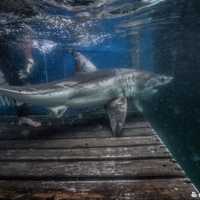 <p>Martha the white shark</p>