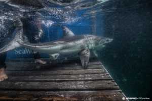 Young Shark Pinged Near Chesapeake Bay