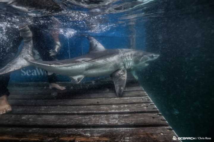 Young Shark Pinged Near Chesapeake Bay