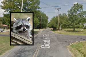 Raccoon Tests Positive For Rabies In Hunterdon County