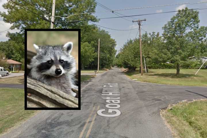 Raccoon Tests Positive For Rabies In Hunterdon County