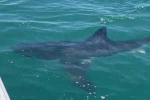 PA Boater Has Close Encounter With Great White Shark In NJ (VIDEO)