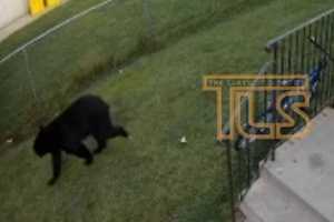 Bear Sighted In Lakewood (DEVELOPING)