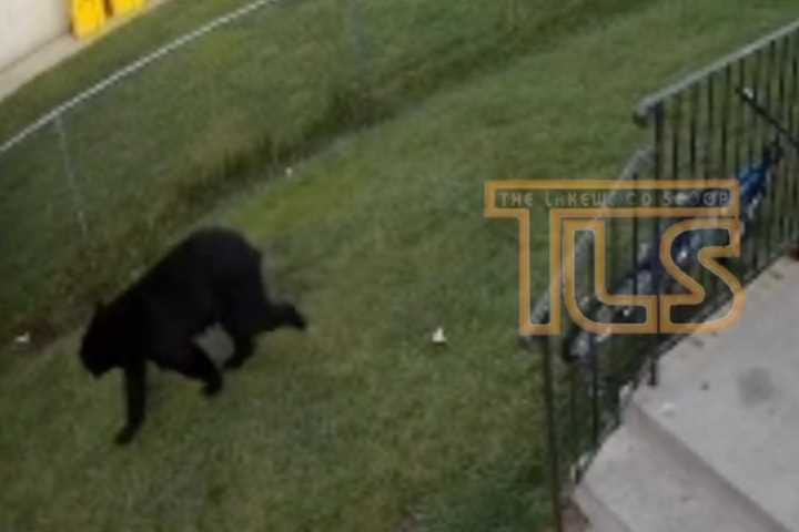 Bear Sighted In Lakewood (DEVELOPING)