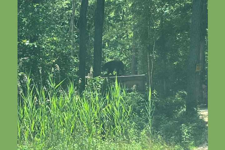 BEWARE: Black Bear Sighted On Jersey Shore